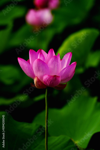 Chinese beauty: Pink lotus flower blooming in sunlight with green leaf