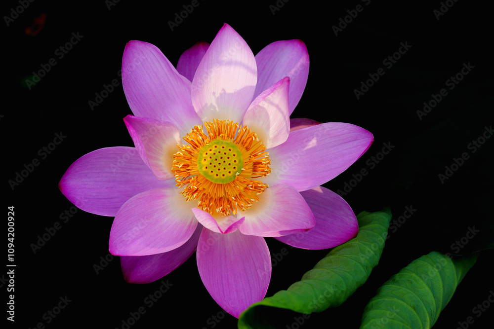 Chinese beauty: Pink lotus flower blooming in sunlight with green leaf Chinese beauty: Pink lotus flower blooming in sunlight with green leaf