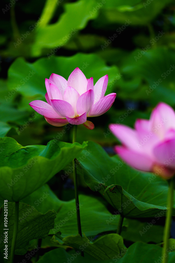 Chinese beauty: Pink lotus flower blooming in sunlight with green leaf Chinese beauty: Pink lotus flower blooming in sunlight with green leaf