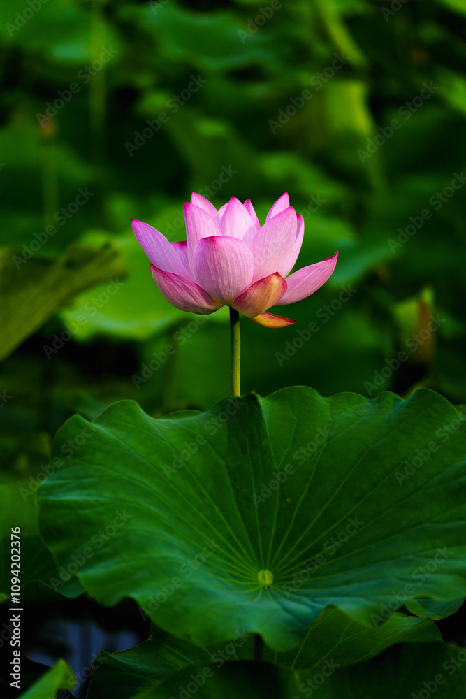 Chinese beauty: Pink lotus flower blooming in sunlight with green leaf Chinese beauty: Pink lotus flower blooming in sunlight with green leaf