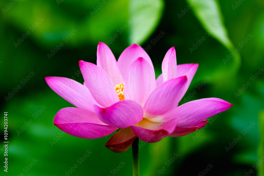 Chinese beauty: Pink lotus flower blooming in sunlight with green leaf Chinese beauty: Pink lotus flower blooming in sunlight with green leaf
