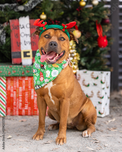 Tan staffy with Christmas accessories