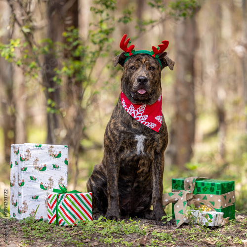 Brindle dog with Christmas accessories and presents