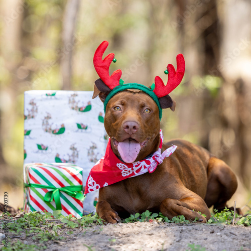 Staffy in reindeer antler with Christmas presents