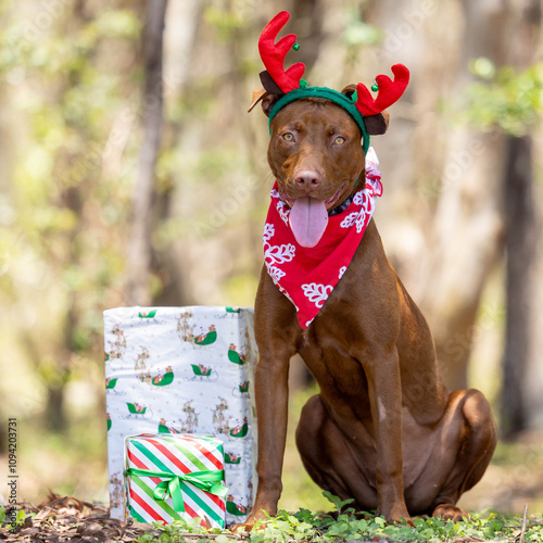 Staffy in reindeer antler with Christmas presents