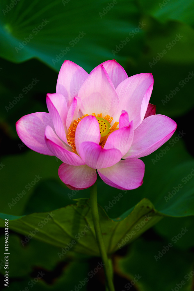 Chinese beauty: Pink lotus flower blooming in sunlight with green leaf Chinese beauty: Pink lotus flower blooming in sunlight with green leaf