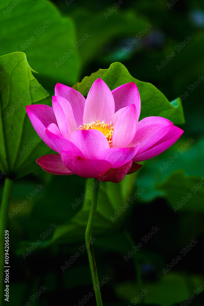 Chinese beauty: Pink lotus flower blooming in sunlight with green leaf Chinese beauty: Pink lotus flower blooming in sunlight with green leaf