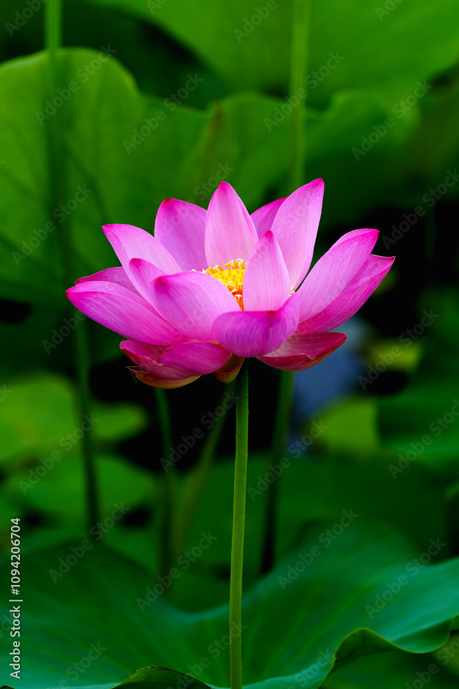 Chinese beauty: Pink lotus flower blooming in sunlight with green leaf Chinese beauty: Pink lotus flower blooming in sunlight with green leaf