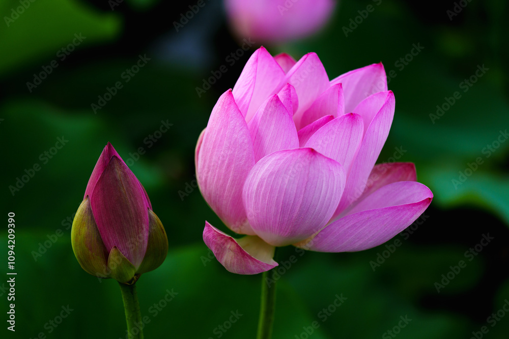 Chinese beauty: Pink lotus flower blooming in sunlight with green leaf Chinese beauty: Pink lotus flower blooming in sunlight with green leaf