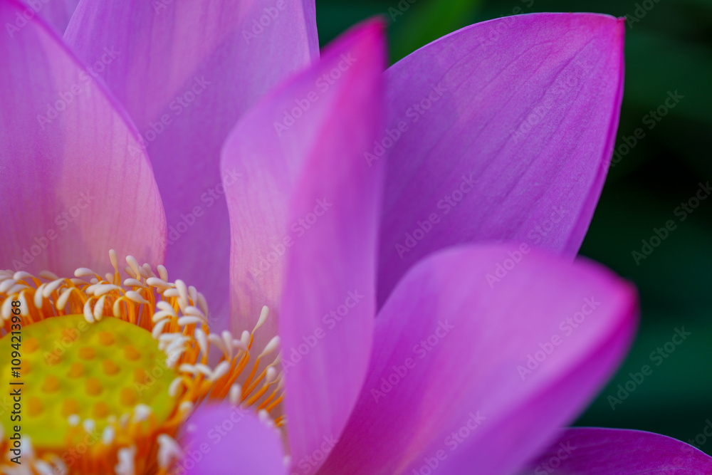 Oriental beauty: Lotus breezes fragrance in the air Oriental beauty: Lotus breezes fragrance in the air