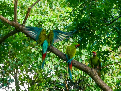 Three large soldier macaws (Ara ambiguus) also called Bechstein's macaw in Manzanillo National Park, Costa Rica. photo