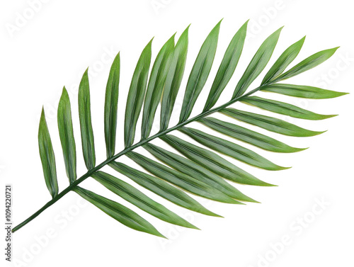 Green palm leaf isolated on white background png.