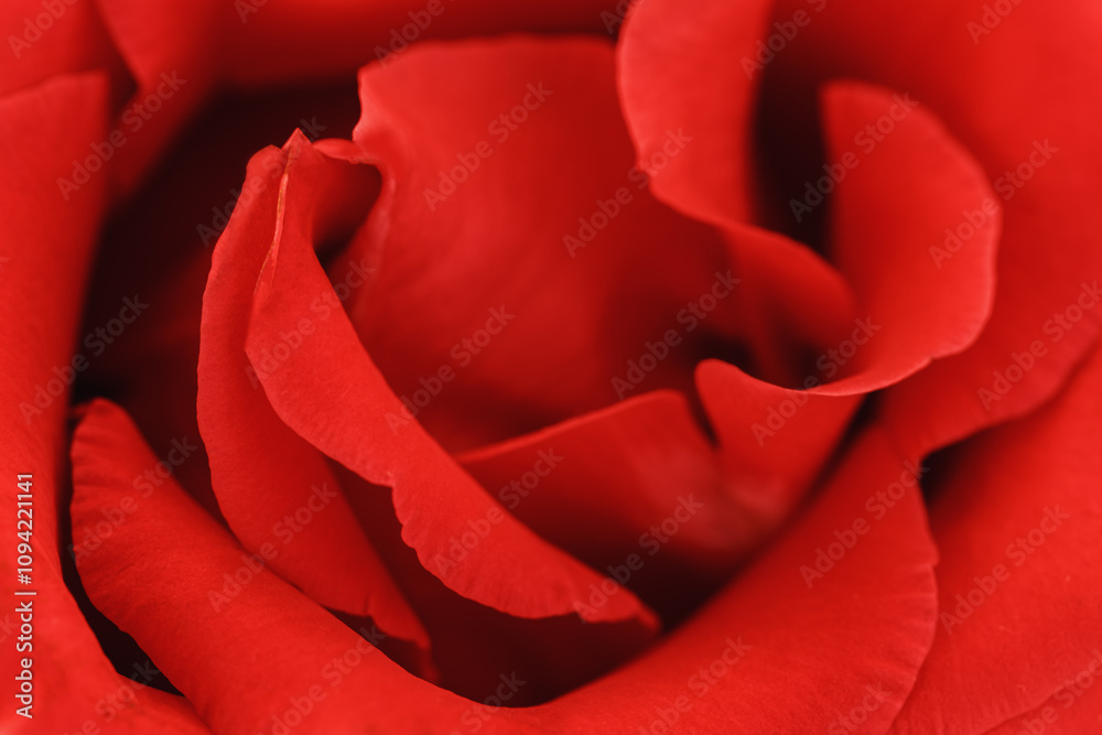 Close up red rose flower with petals macro texture, above view beauty nature background, Natural flowery still life with optical blur, organic design visual trends, abstract nature delicate fon Close up red rose flower with petals macro texture, above view beauty nature background, Natural flowery still life with optical blur, organic design visual trends, abstract nature delicate fon