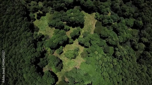 drone_forest_updown photo