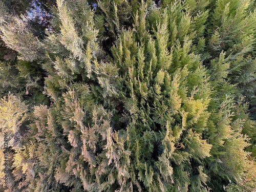 The leaves of the 'Rheingold' variety golden yellow and coppery orange. Colorful background texture of Platycladus orientalis, Chinese thuja, Chinese arborvitae, biota or Oriental thuja leaves.
 photo