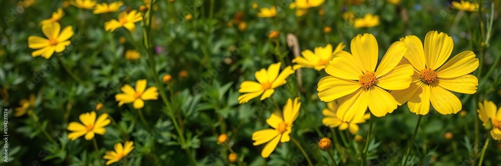 Obraz premium Yellow cosmos flowers swaying gently in the breeze amidst lush green foliage, nature photography, watercolor painting