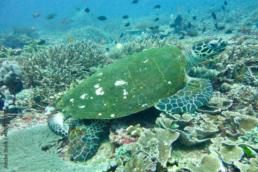 Naklejka premium turtle swimming in the sea