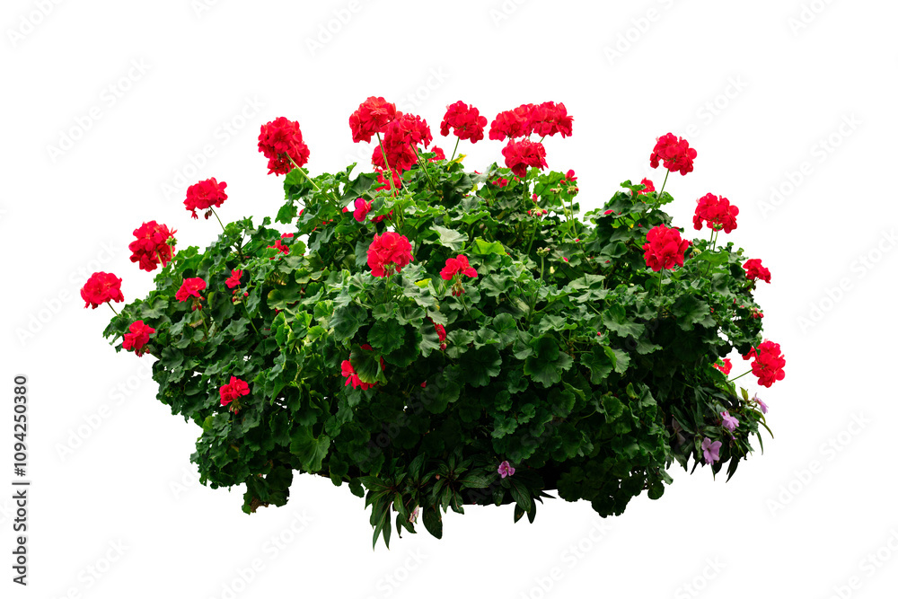 Fototapeta premium Red flower bush isolated