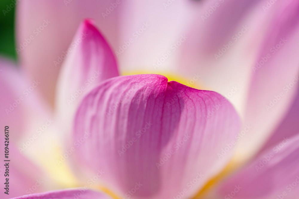 Oriental beauty: Close-up photo of lotus flower petals Oriental beauty: Close-up photo of lotus flower petals
