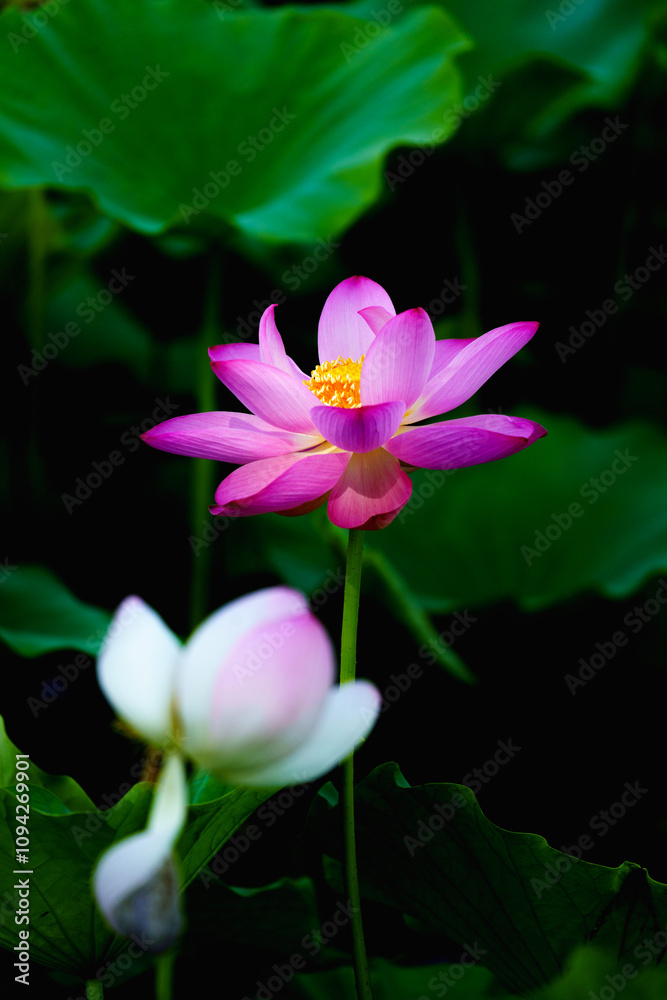 Chinese beauty: Pink lotus in sunlight with green leaf Chinese beauty: Pink lotus in sunlight with green leaf