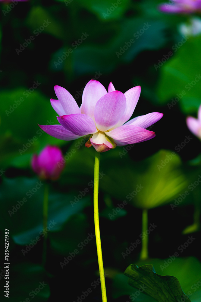 Chinese beauty: Pink lotus in sunlight with green leaf Chinese beauty: Pink lotus in sunlight with green leaf