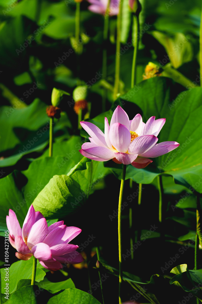 Chinese beauty: Pink lotus in sunlight with green leaf Chinese beauty: Pink lotus in sunlight with green leaf
