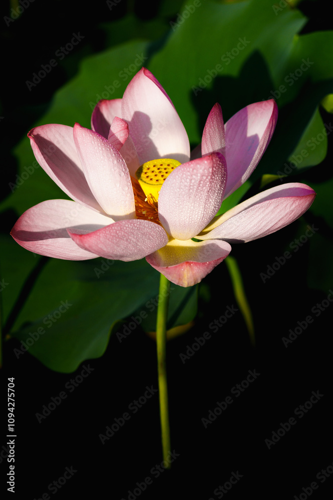 Obraz premium Chinese beauty: Pink lotus in sunlight with green leaf