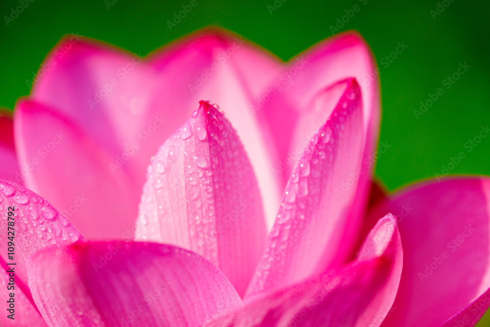 Oriental beauty: Close-up photo of lotus flower and dew drop on petals Oriental beauty: Close-up photo of lotus flower and dew drop on petals