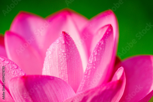 Oriental beauty: Close-up photo of lotus flower and dew drop on petals
