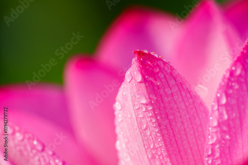 Oriental beauty: Close-up photo of lotus flower and dew drop on petals