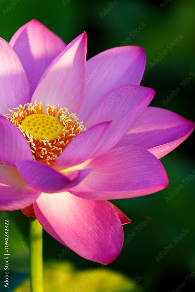 Fototapeta premium Oriental beauty: Close-up photo of lotus flower and dew drop on petals