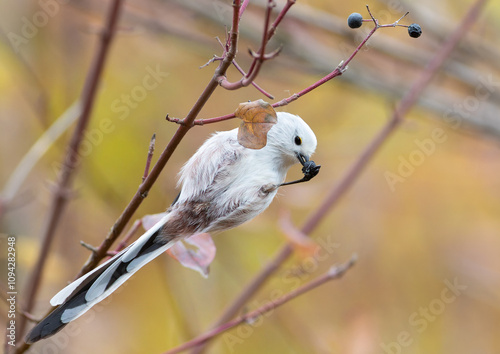 Long-tailed tit, Aegithalos caudatus. A bird eats a berry by clinging to a branch with one foot photo