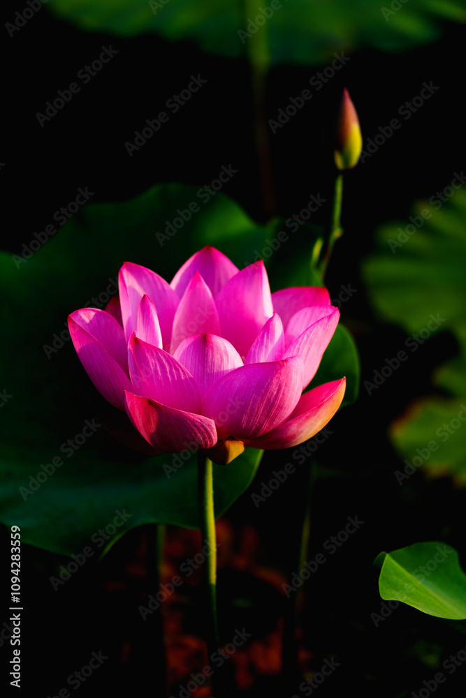 Obraz premium Chinese beauty: Pink lotus in sunlight with green leaf