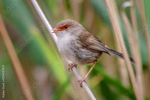 Superb Fairywren (Malurus cyaneus)