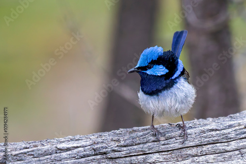 Male Superb Fairywren (Malurus cyaneus)