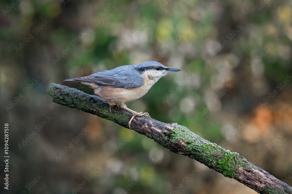 A close up of a nuthatch Sitta europaea, perched on a branch A close up of a nuthatch Sitta europaea, perched on a branch