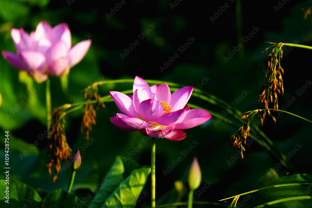 Obraz premium Chinese beauty: Pink lotus in sunlight with green leaf