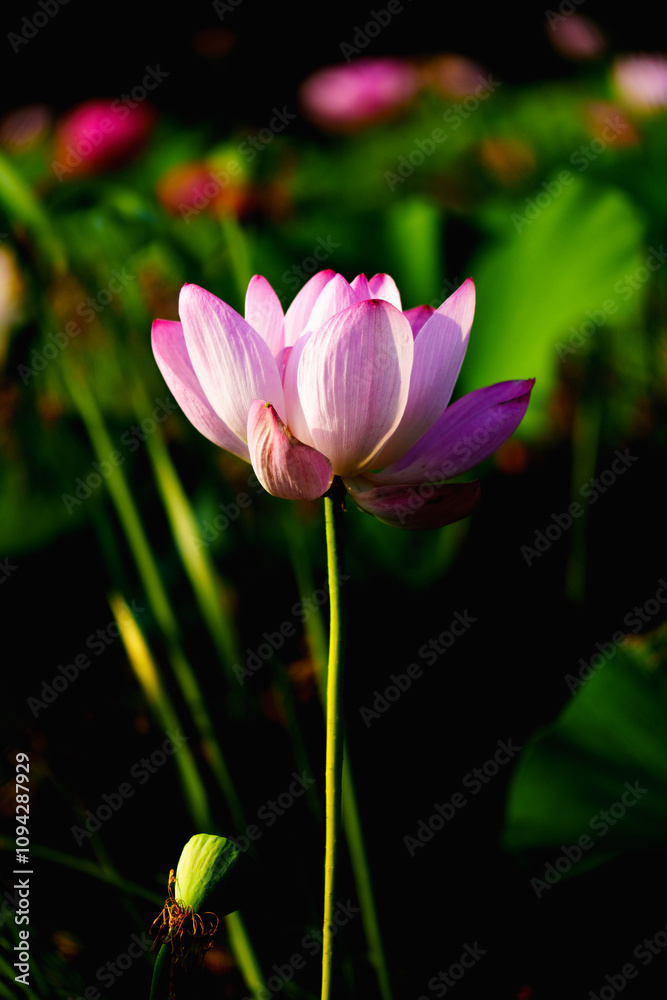 Chinese beauty: Pink lotus in sunlight with green leaf Chinese beauty: Pink lotus in sunlight with green leaf