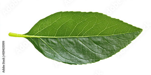 Detailed green leaf with visible veins on white background