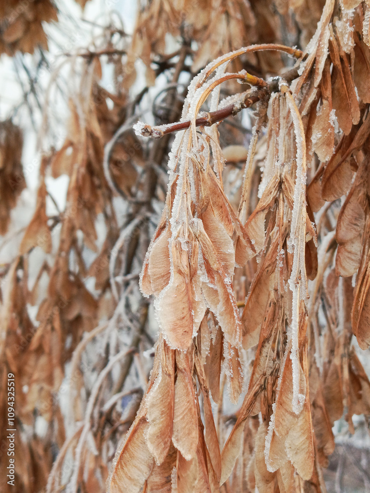 Maple seeds in the snow on a tree branch in close-up. Snow is lying on a branch of a maple tree. Frost on the trees in winter.