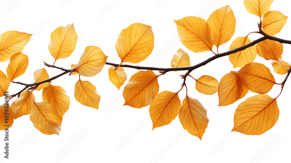 yellow leaves on branches, white background yellow leaves on branches, white background