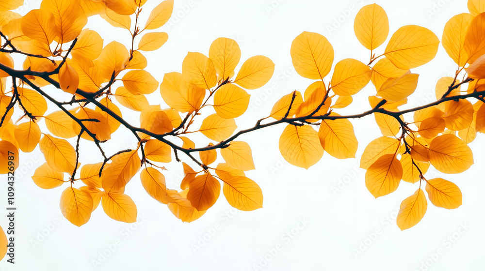 yellow leaves on branches, white background yellow leaves on branches, white background