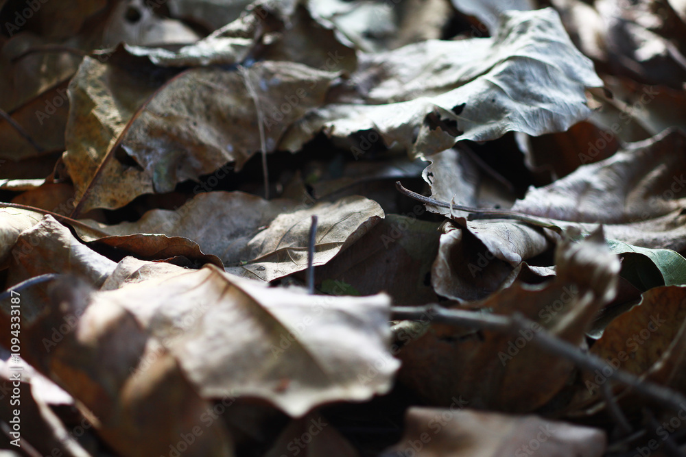 Beautiful leaves in their natural state are always beautiful no matter what condition they are in. Beautiful leaves in their natural state are always beautiful no matter what condition they are in.