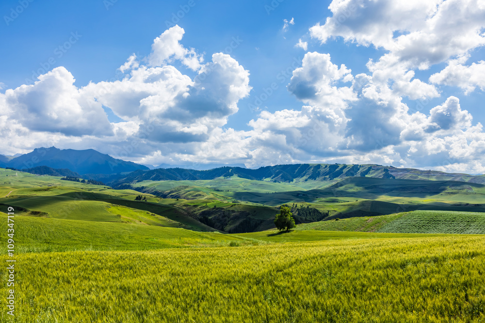 Green wheat fields natural landscape in summer. Farmland scenery on the mountain in Xinjiang, China.