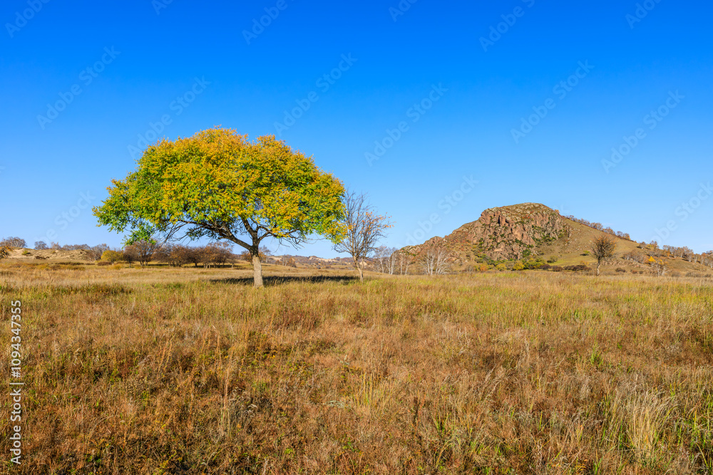 A beautiful tree in the grassland. Autumn landscape. A beautiful tree in the grassland. Autumn landscape.
