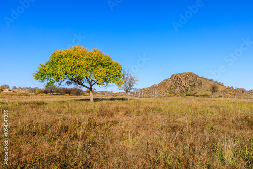 A beautiful tree in the grassland. Autumn landscape.