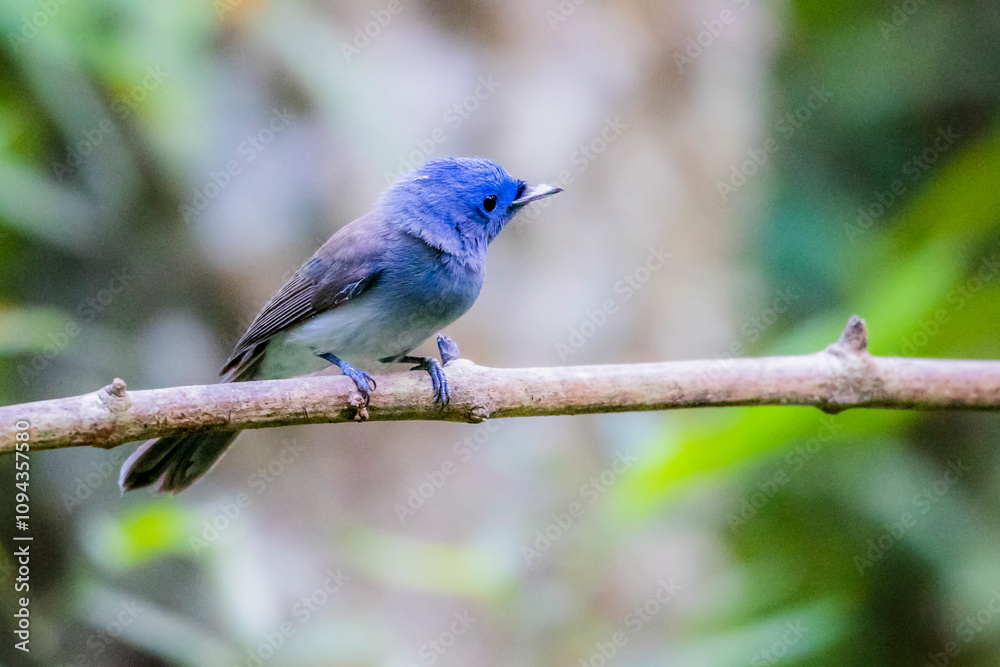 The Black-naped Monarch on a branch in nature