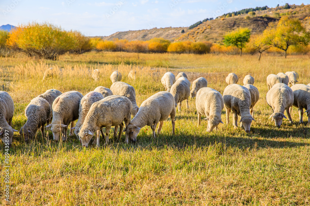 Fototapeta premium Sheeps grazing in meadow. Beautiful grassland pasture nature landscape in Inner Mongolia, China. Autumn landscape.
