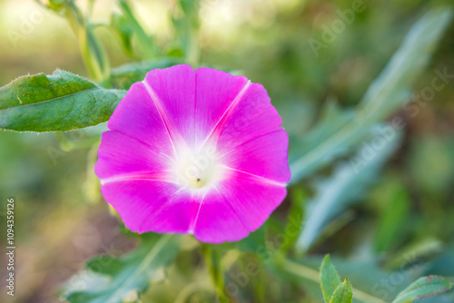 Blooming pink flower on grass background.

