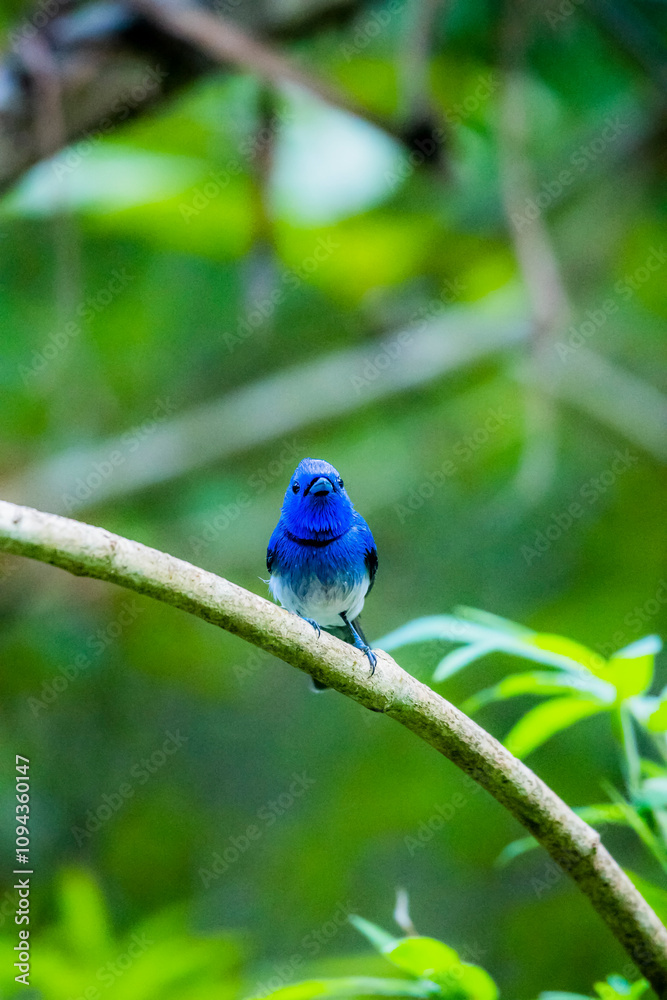 Fototapeta premium The Black-naped Monarch on a branch in nature